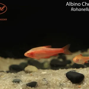 Albino Cherry Barb (Rohanella titteya)