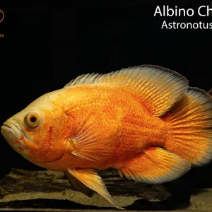 Albino Chili Red Oscar (Astronotus ocellatus)