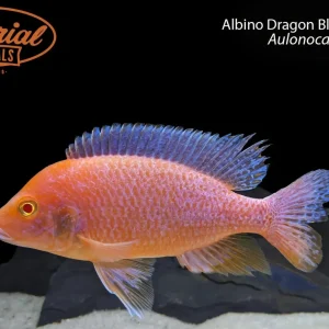 Albino Dragon Blood Peacock (Aulonocara sp.)