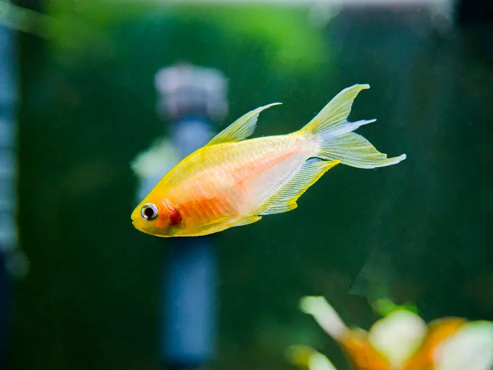 Albino Emperor Tetra (Nematobrycon palmeri var. "Albino") - Tank-Bred! - Image 2