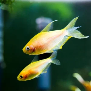 Albino Emperor Tetra (Nematobrycon palmeri var. "Albino") - Tank-Bred!