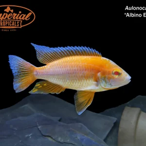 Albino Eureka Peacock (Aulonocara sp. "Eureka")