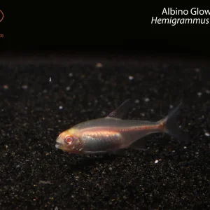 Albino Glowlight Tetra (Hemigrammus erythrozonus)
