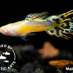 Albino Gold Saddle Guppy (Poecilia reticulata), BREDBY: Aquatic Arts