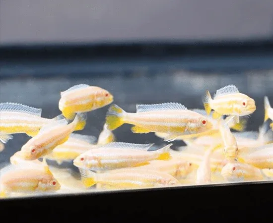 Albino Golden Cichlid (Melanochromis auratus) - Image 2