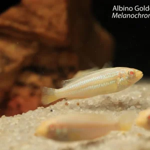 Albino Golden Cichlid (Melanochromis auratus)