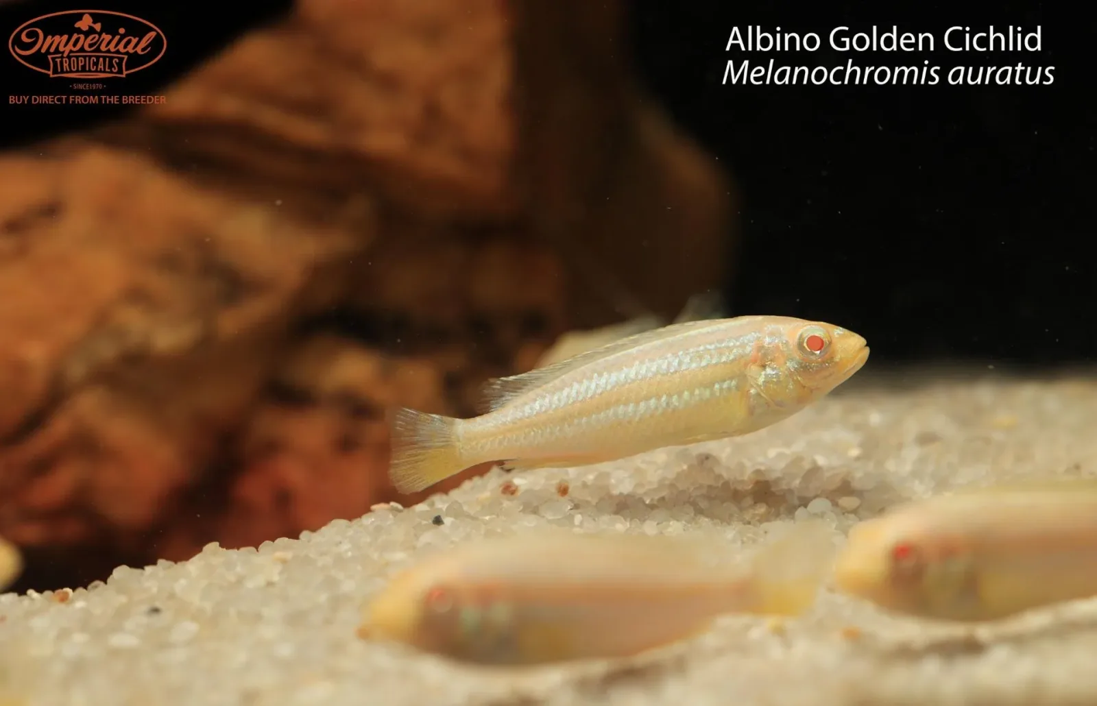 Albino Golden Cichlid (Melanochromis auratus)