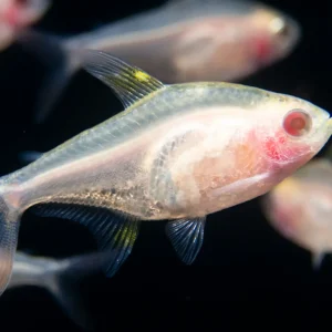Albino Golden X-Ray Tetra (Pristella maxillaris), Tank Bred