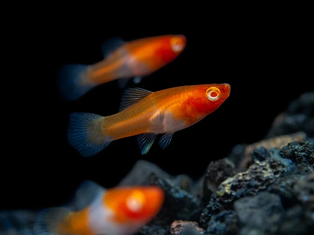 Albino Koi Kohaku Swordtail (Xiphophorus helleri), Tank-Bred - Image 2