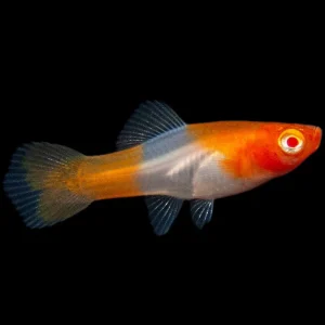 Albino Koi Kohaku Swordtail (Xiphophorus helleri), Tank-Bred