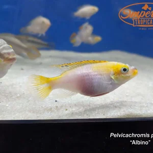 Albino Kribensis (Pelvicachromis pulcher)