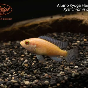 Albino Kyoga Flameback (Xystichromis sp.)