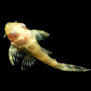 Albino L333 King Tiger Pleco, Juvenile (Hypancistrus sp.), Tank-Bred!