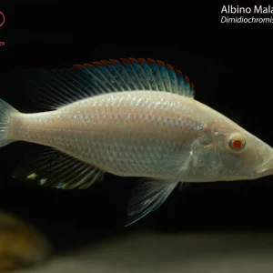 Albino Malawi Eyebiter (Dimidiochromis compressiceps)