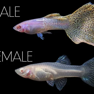 Albino Metal Yellow Lace Guppy (Poecilia reticulata), Tank-Bred
