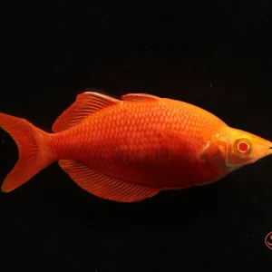 Albino Millennium Rainbowfish (Glossolepis pseudoincisus)