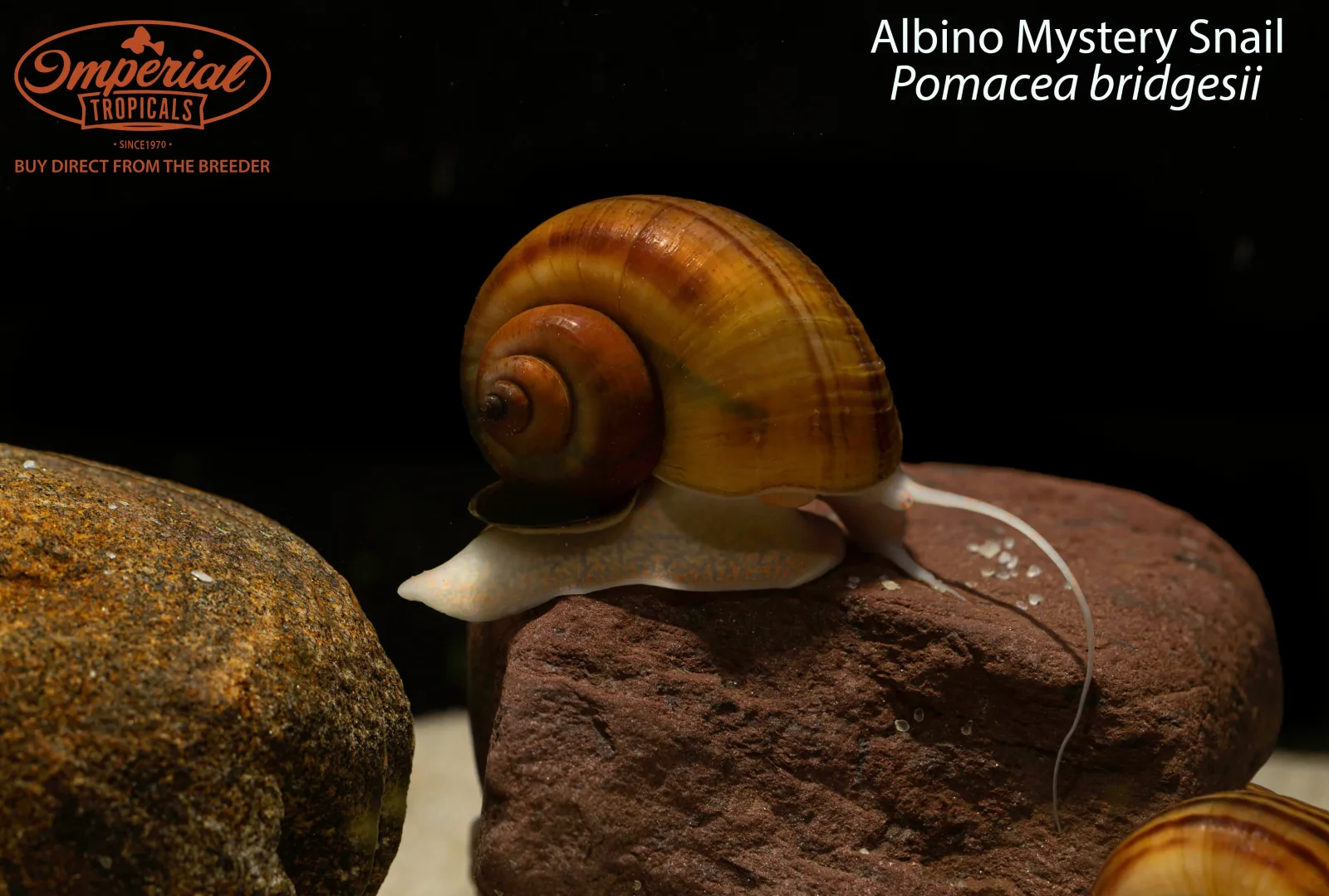 Albino Mystery Snail (Pomacea bridgesii) - Image 2
