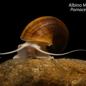 Albino Mystery Snail (Pomacea bridgesii)