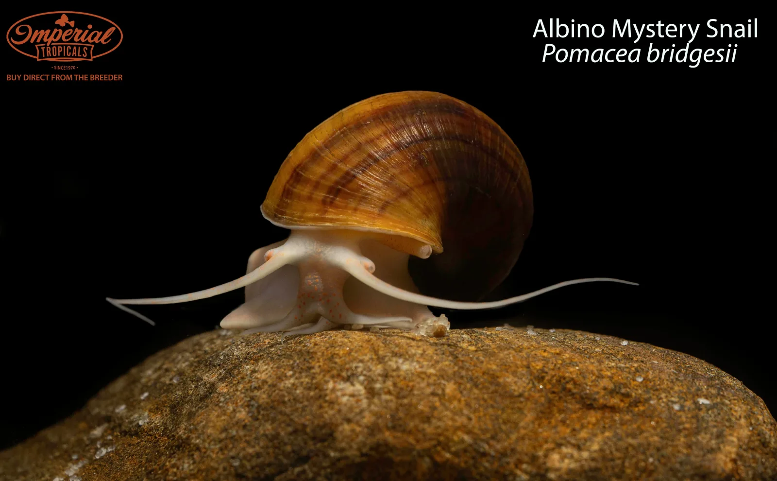 Albino Mystery Snail (Pomacea bridgesii)
