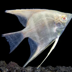 Albino Peruvian Altum Angelfish (Pterophyllum scalare "Peruvian Altum"), Tank-Bred