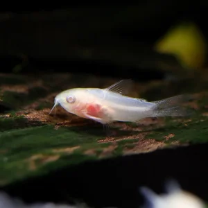 Albino Pygmy Corydoras (Corydoras pygmaeus 'Albino') – Tank Bred