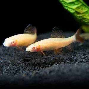 Albino Rainbow Shark (Epalzeorhynchos frenatum), Tank-Bred!