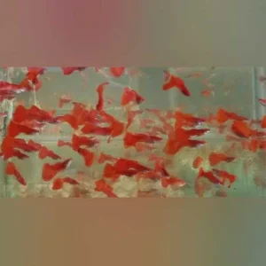 Albino Red Fire Guppy (Pair)