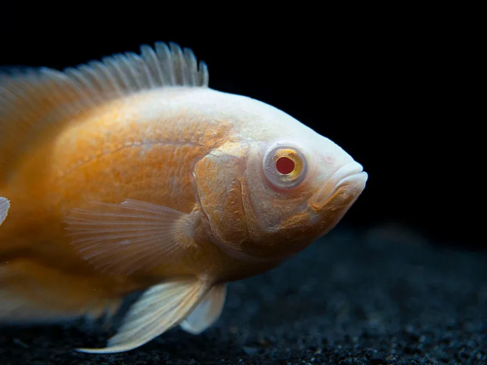 Albino Red Oscar (Astronotus ocellatus), Tank-Bred - Image 2