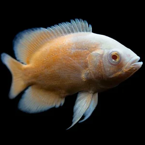 Albino Red Oscar (Astronotus ocellatus), Tank-Bred