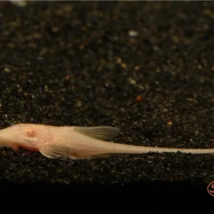 Albino Royal Farlowella (Sturisomatichthys aureus)