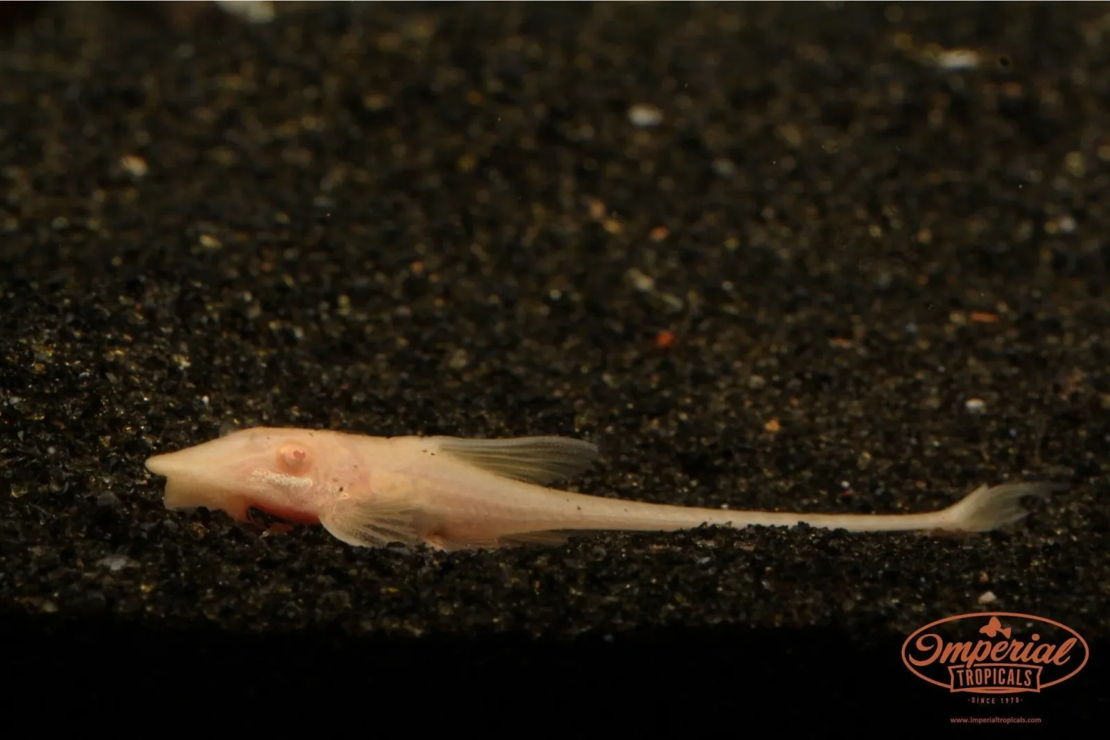 Albino Royal Farlowella (Sturisomatichthys aureus)