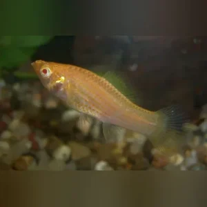 Albino Sailfin Molly (Pair)