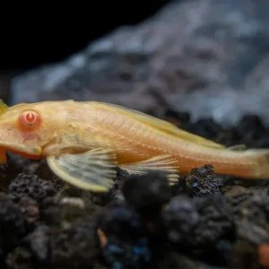 Albino Sailfin Pleco (Pterygoplichthys gibbiceps), Tank-Bred