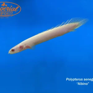 Albino Senegal Bichir (Polypterus senegalus)