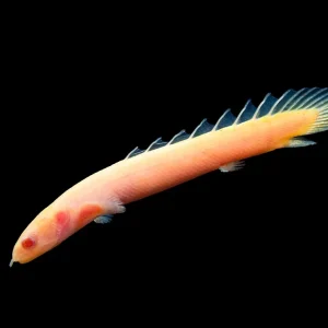 Albino Senegal Bichir (Polypterus senegalus) - Tank-Bred!