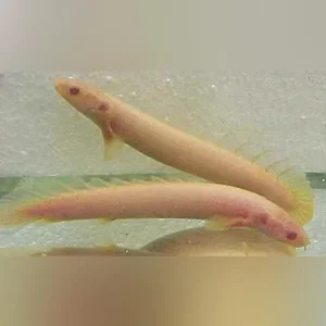 Albino Senegalese Bichir