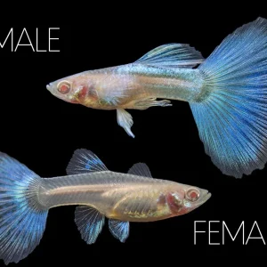 Albino Sky Blue Guppy (Poecilia reticulata), Tank-Bred!