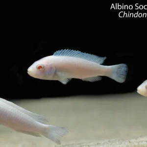 Albino Socolof's Cichlid (Chindongo socolofi)