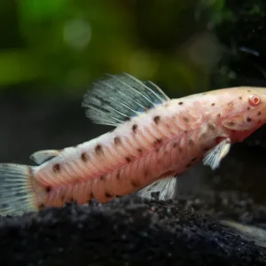 Albino Spotted Hoplo Catfish (Megalechis thoracata), Captive-Bred!