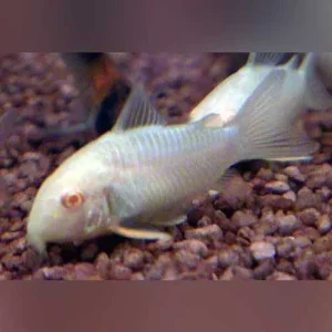Albino Sterbai Cory