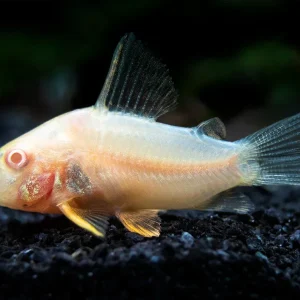 Albino Sterba's Cory Catfish (Corydoras sterbai) - Tank-Bred!