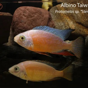 Albino Taiwan Reef (Protomelas sp. "Steveni Taiwan")