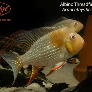 Albino Threadfin Acara (Acarichthys heckelii)