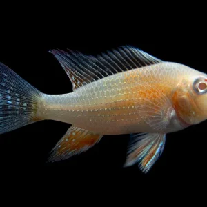 Albino Threadfin Acara Cichlid (Acarichthys heckelii), Tank-Bred!