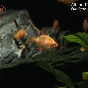 Albino Tiger Barb (Puntigrus tetrazona)