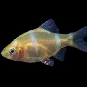 Albino Tiger Barb (Puntigrus tetrazona), Tank-Bred