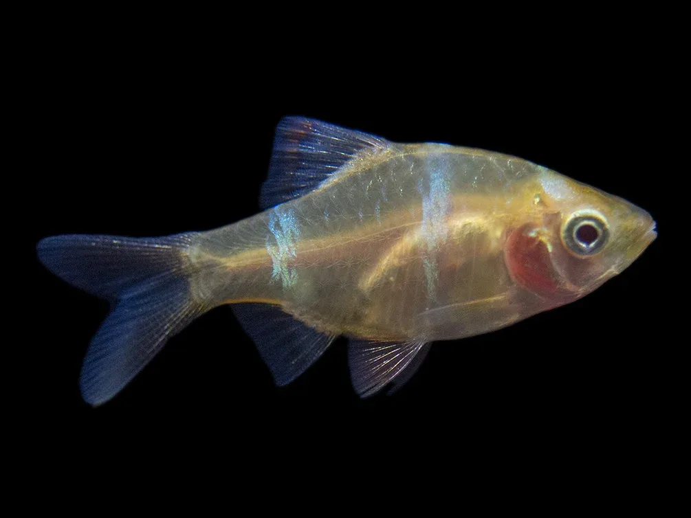 Albino Tiger Barb (Puntigrus tetrazona), Tank-Bred - Image 2
