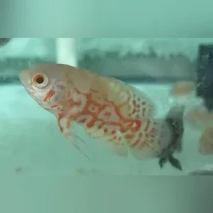 Albino Tiger Oscar
