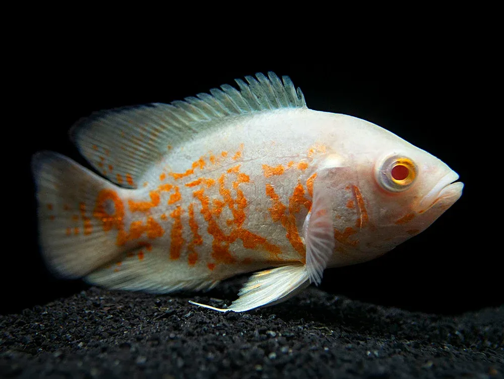 Albino Tiger Oscar (Astronotus ocellatus), Tank-Bred - Image 2
