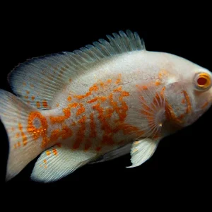 Albino Tiger Oscar (Astronotus ocellatus), Tank-Bred